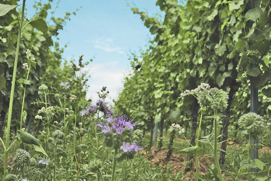 Crémant RosaRot als Sommerweinempfehlung