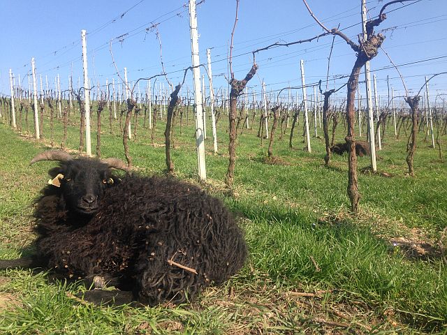 Neues von der südlichen Wein-Mosel